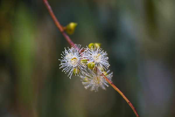 Eucalyptus White Flowers Tiny by Joy Watson